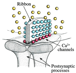 ribbon synapse